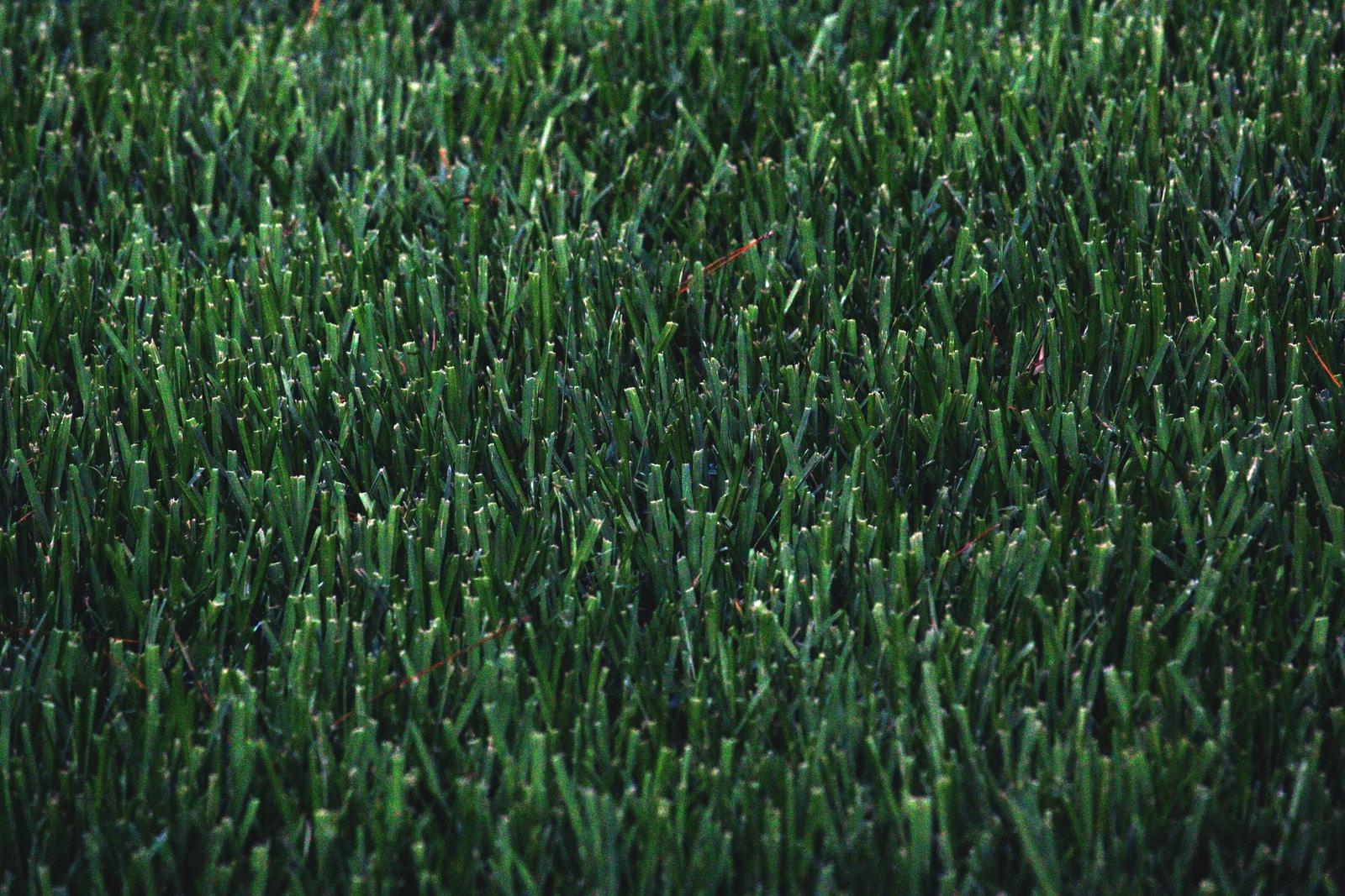 Green grass without using lawn aeration